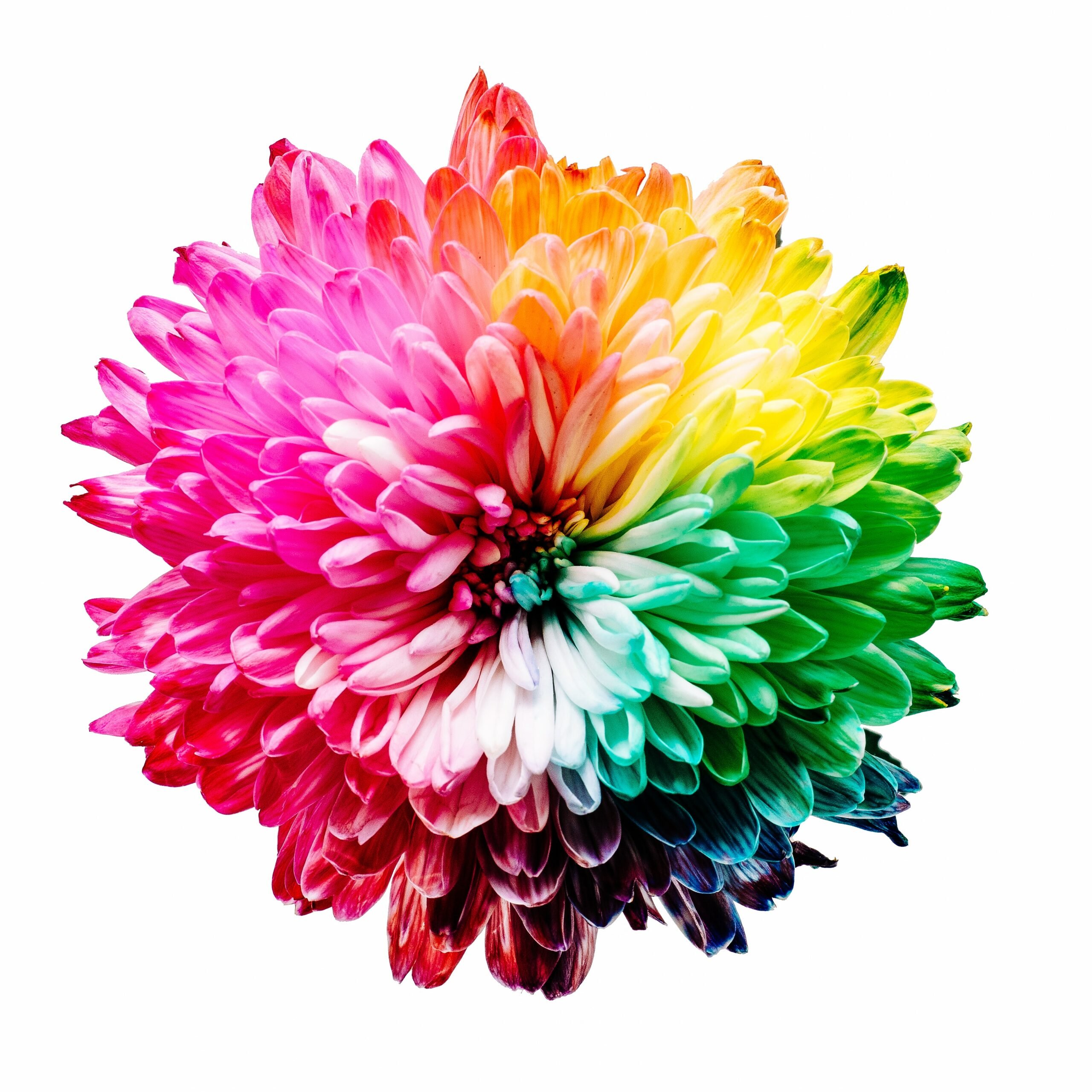 Farvepalette illustreret på blomst